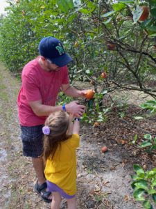 Picking oranges at Dooley Groves Florida
