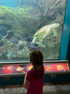Watching a Sea Turtle at the Florida Aquarium
