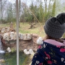Child looking at animals Nashville Zoo